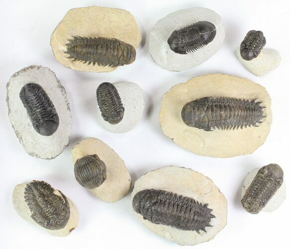 Lot: Assorted Devonian Trilobites - Pieces #76968